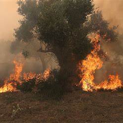 Wildfires Disrupt Travel in Southern Europe